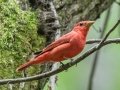 Summer Tanager - US-TN Springville, Henry County, May 26, 2021