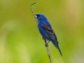 Blue Grosbeak -Tennessee NWR - Britton Ford Refuge HQ, Henry County, May 26, 2021