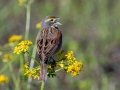 Dickcissel - Tennessee NWR - Duck River Unit - Pool 2, Clear Lake, Humphreys County, May 15, 2021