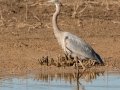 Great Blue Heron - Tennessee NWR - Duck River Unit - Pool 2, Clear Lake, Humphreys County, May 15, 2021