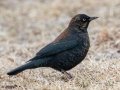 Rusty Blackbird - Liberty Park and Marina, Clarksville, Montgomery County, February 14, 2021