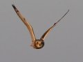 Short-eared Owl - 3383–3899 Jim Johnson Rd, Clarksville , Montgomery County, January 12, 2021