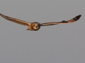 Short-eared Owl - 3383–3899 Jim Johnson Rd, Clarksville , Montgomery County, January 12, 2021