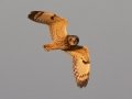 Short-eared Owl - 3383–3899 Jim Johnson Rd, Clarksville , Montgomery County, January 12, 2021