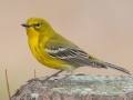 Pine Warbler, Bowie Nature Park, Williamson County, March 9, 2021