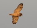 Short-eared Owl - 3383–3899 Jim Johnson Rd, Clarksville , Montgomery County, January 12, 2021