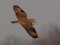 Short-eared Owl - 3383–3899 Jim Johnson Rd, Clarksville , Montgomery County, January 12, 2021
