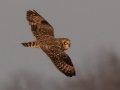 Short-eared Owl - 3383–3899 Jim Johnson Rd, Clarksville , Montgomery County, January 12, 2021