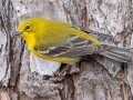 Pine Warbler, Bowie Nature Park, Williamson County, March 9, 2021