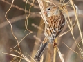 Field Sparrow, Bowie Nature Park, Williamson County, March 9, 2021