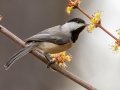 Carolina Chickadee, Bowie Nature Park, Williamson County, March 9, 2021