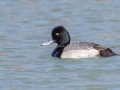 Lesser Scaup (male) - Dunbar Care SP, Clarksville, Montgomery County, February 25, 2021