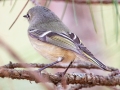 Ruby-crowned Kinglet, Bowie Nature Park, Williamson County, March 9, 2021