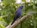 Blue Grosbeak -Tennessee NWR - Britton Ford Refuge HQ, Henry County, May 26, 2021