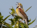 Dickcissel - Tennessee NWR - Duck River Unit - Pool 2, Clear Lake, Humphreys County, May 15, 2021