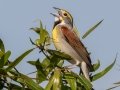 Dickcissel - Tennessee NWR - Duck River Unit - Pool 2, Clear Lake, Humphreys County, May 15, 2021