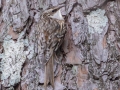 Brown Creeper, Bowie Nature Park, Williamson County, March 9, 2021