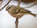 Golden-crowned Kinglet, Bowie Nature Park, Williamson County, March 9, 2021