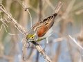 Dickcissel - Tennessee NWR - Duck River Unit - Pool 2, Clear Lake, Humphreys County, May 15, 2021