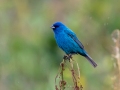 Indigo Bunting -Tennessee NWR - Britton Ford - Childs Observation D