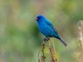 Indigo Bunting -Tennessee NWR - Britton Ford - Childs Observation D