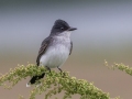 Eastern Kingbird -Tennessee NWR - Britton Ford - Childs Observation Deck, Henry County, May 26, 2021