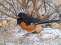 Eastern Towhee (male) - Yard Birds - Clarksville, Montgomery County, January 13, 2021