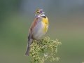 Dickcissel -Tennessee NWR - Britton Ford - Childs Observation Deck. Henry County, May 26, 2021