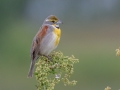 Dickcissel -Tennessee NWR - Britton Ford - Childs Observation Deck. Henry County, May 26, 2021