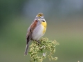 Dickcissel -Tennessee NWR - Britton Ford - Childs Observation Deck. Henry County, May 26, 2021