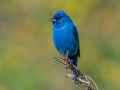 Indigo Bunting  - Tennessee NWR - Duck River Unit - Pool 2, Clear Lake, Humphreys County, May 15, 2021