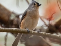 Tufted Titmouse, Bowie Nature Park, Williamson County, March 9, 2021