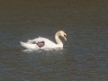 Mute Swan - SR 49 near Cross Creeks WMA, Dover, Stewart County, March 15, 2021