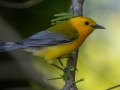 Prothonotary Warbler - Tennessee NWR - Duck River Unit - Pool 2, Clear Lake, Humphreys County, May 15, 2021