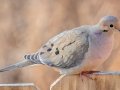 Mourning Dove - Yard Birds - Clarksville, Montgomery County, January 13, 2021