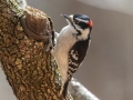Downy Woodpecker (male), Bowie Nature Park, Williamson County, March 9, 2021