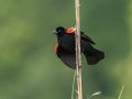 Red-winged Blackbird -Tennessee NWR - Britton Ford - Childs Observation Deck. Henry County, May 26, 2021