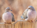 Mourning Dove - Yard Birds - Clarksville, Montgomery County, January 13, 2021