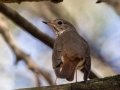 Hermit Thrush - Rotary Park, Montgomery County, April 5, 2021