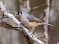 Tufted Titmouse, Bowie Nature Park, Williamson County, March 24, 2021