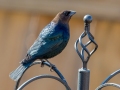 Brown-headed Cowbird (male) - Yard Birds - Clarksville, Montgomery County, January 13, 2021