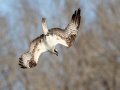 Osprey Diving  - SR 49 near Cross Creeks WMA, Dover, Stewart County, March 15, 2021