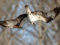 Osprey Diving - 3- SR 49 near Cross Creeks WMA, Dover, Stewart County, March 15, 2021