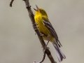 Pine Warbler, Bowie Nature Park, Williamson County, March 24, 2021