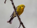 Pine Warbler, Bowie Nature Park, Williamson County, March 24, 2021