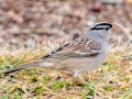 White-crowned Sparrow - Haynes Bottom WMA, Montgomery County, February 25, 2021