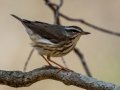Louisiana Waterthrush - Rotary Park, Montgomery County, April 5, 2021