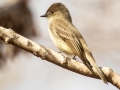 Eastern Phoebe, Bowie Nature Park, Williamson County, March 9, 2021