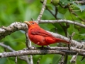 Summer Tanager -Tennessee NWR - Britton Ford - Childs Observation Deck. Henry County, May 26, 2021
