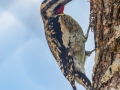 Yellow-bellied Sapsucker, Bowie Nature Park, Williamson County, March 9, 2021